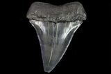 Large, Fossil Mako Shark Tooth - Georgia #75003-1